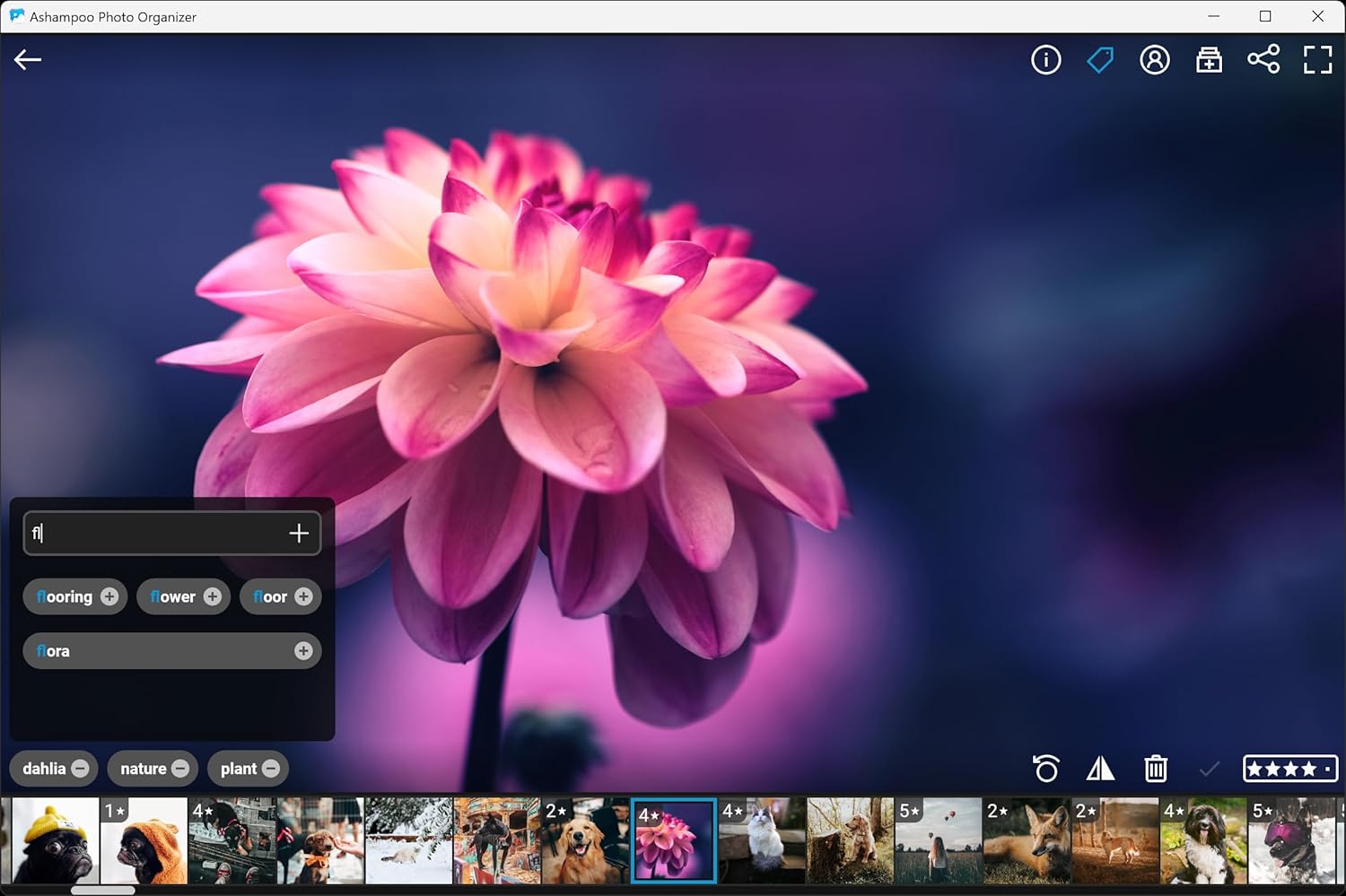 1771076651 75 Photo Organizer Pro 25 Photo management software automatic sorting.jpg