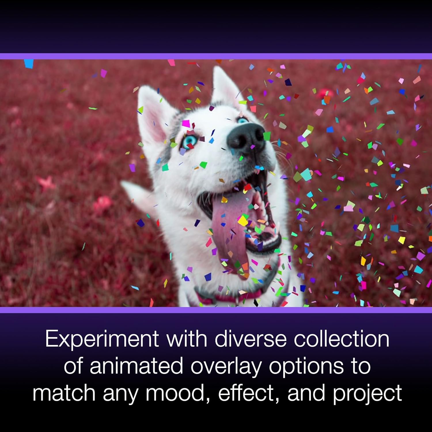 1773379179 578 Pinnacle Studio Ultimate Video and Photo Bundle 2023 Pinnacle.jpg